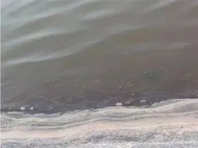 对虾游塘是怎么回事