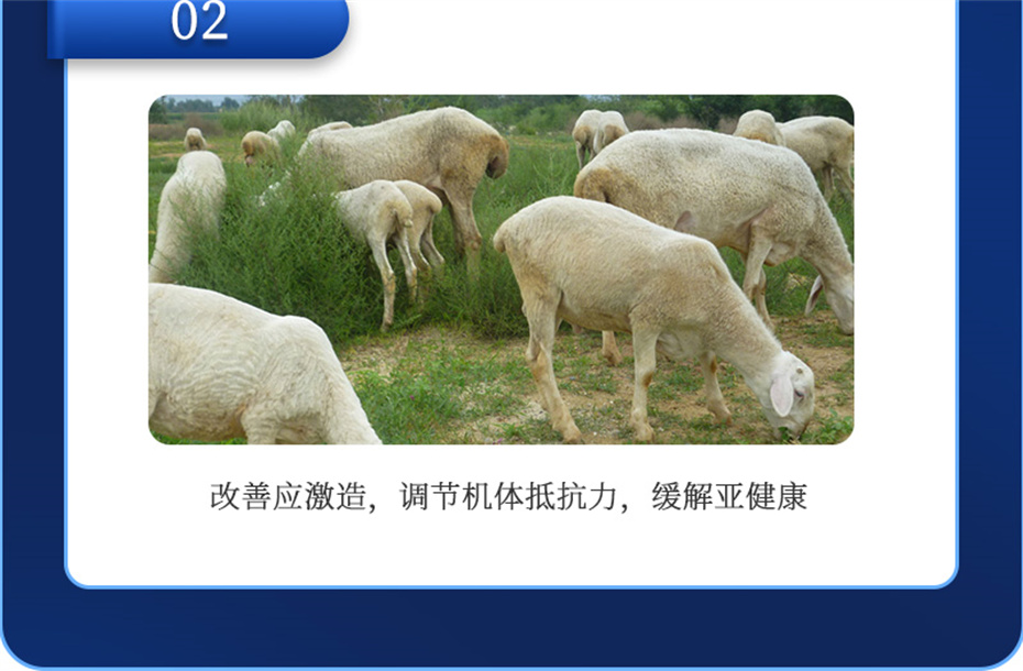 esball世博官网动保牛羊饲料添加剂牛羊壮膘宝产品介绍