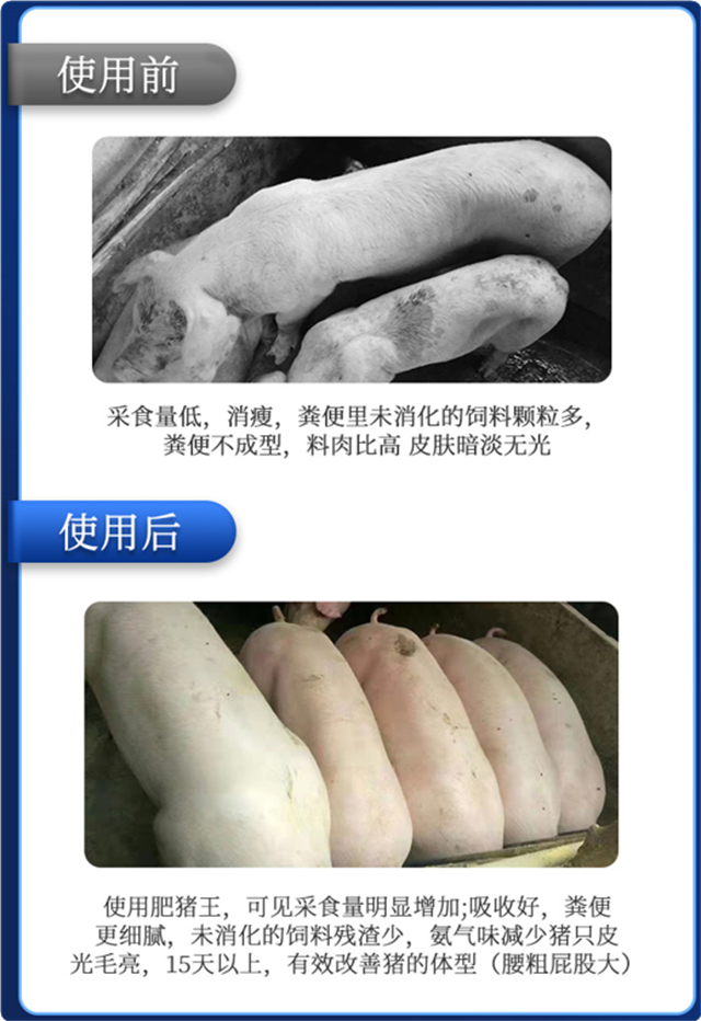 esball世博官网-肥猪王使用效果