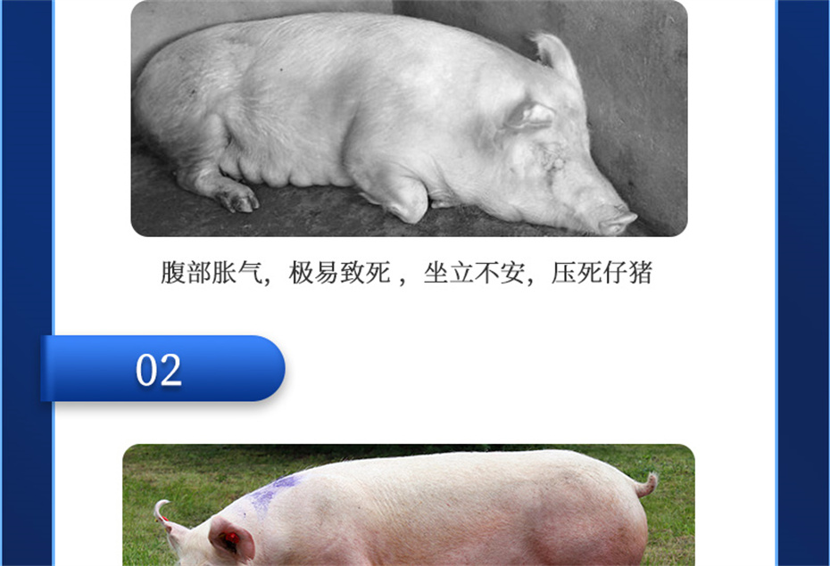 esball世博官网动保猪饲料添加剂母润通产品介绍