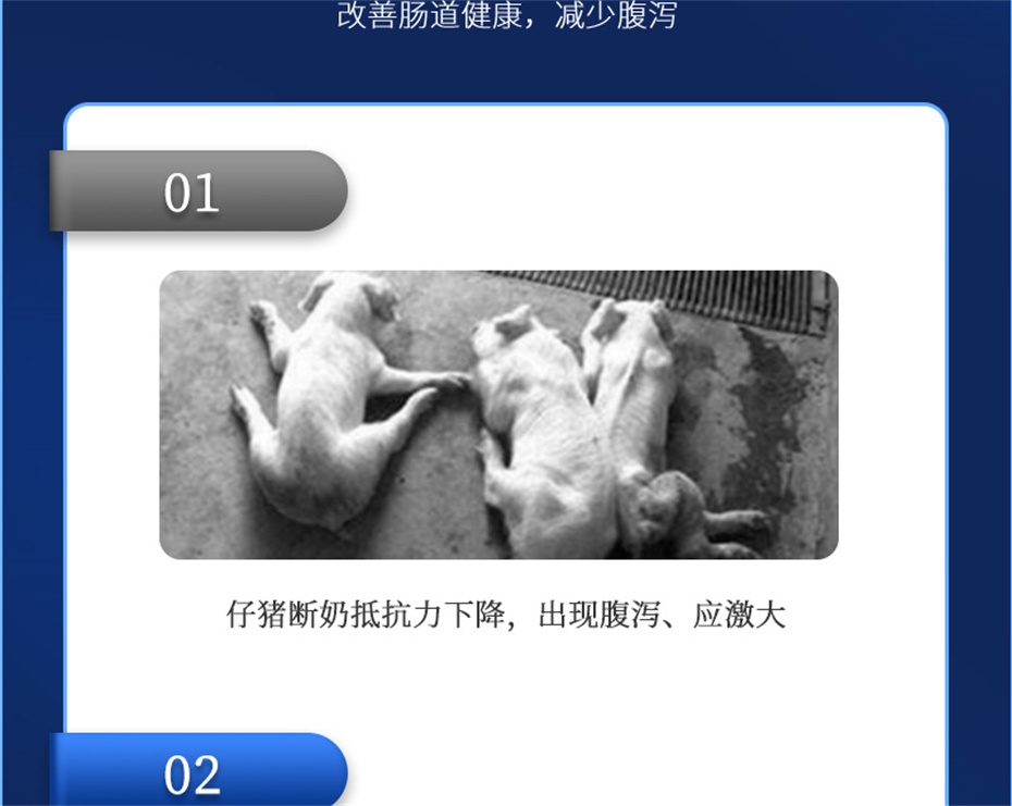 esball世博官网动保猪饲料添加剂仔猪断奶王产品介绍