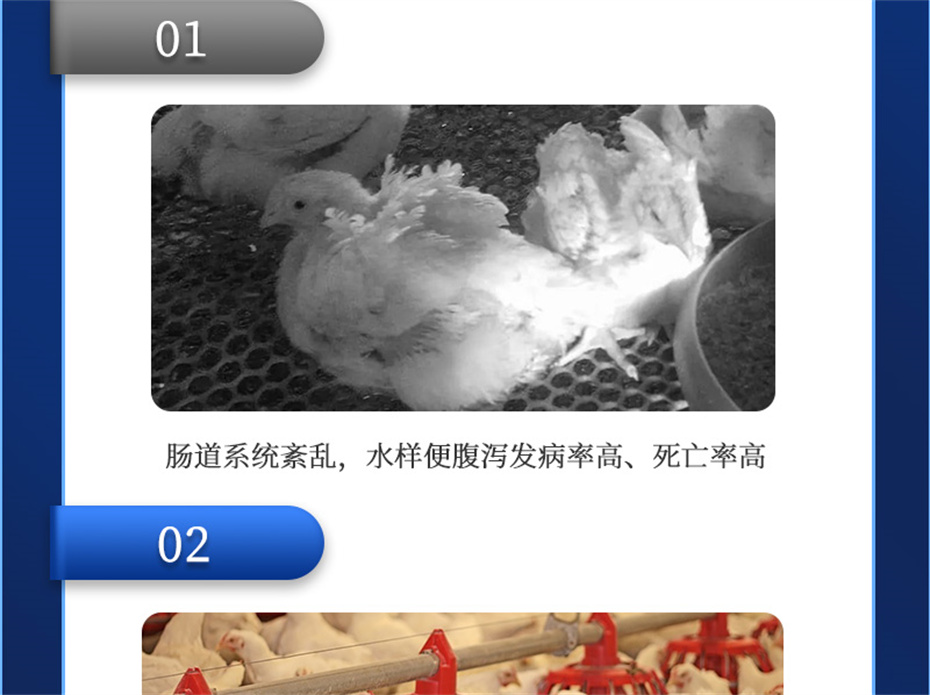 esball世博官网动保禽饲料添加剂美凤宝产品介绍