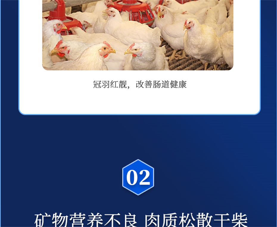 esball世博官网动保禽饲料添加剂美凤宝产品介绍