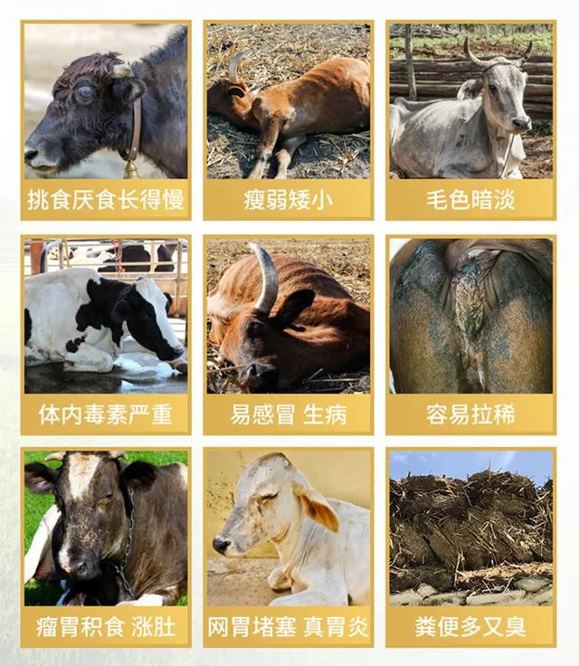 esball世博官网反刍饲料添加剂牛羊壮膘王针对的问题